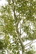 Ива Карадок / Salix Caradoc С10/ Н180-200 - изображение 6