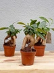 Бонсай Фикус Гинсенг Микрокарпа Ficus Microcarpa Ginseng в горшке 6х15 см - изображение 3