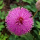 Насіння Мімоза Соромлива красуня, 0,2 г (GL Seeds) - зображення 2
