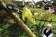 Висоторіз ланцюговий електричний RYOBI RPP755E (5133002321) - зображення 7