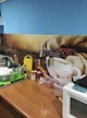 Кухонный фартук Кофе 03 (наклейка для кухни, самоклеющаяся виниловая пленка скинали) 650*2500 мм - изображение 3