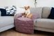 Лежак для Собак и Котов на диван Haustier Sofa Bed Powder S - 60х90х15см (S9-1-028) - изображение 1