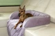 Лежак для Собак и Котов на диван Haustier Sofa Bed Powder S - 60х90х15см (S9-1-028) - изображение 6