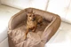 Лежак для Собак и Котов на диван Haustier Sofa Bed Gold S - 60х90х15см (S9-1-041) - изображение 4