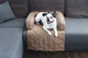 Лежак для Собак и Котов на диван Haustier Sofa Bed Gold S - 60х90х15см (S9-1-041) - изображение 8