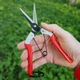 Секатор для орхидей SAGAWATA WS-901, ножницы для сбора фруктов - изображение 3