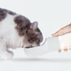 Поилка/бутылка для воды для собак/котов 258 мл с отделом для корма 200 мл HQ PET PRODUCTS серый (РВ-26378) - изображение 8
