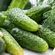 Насіння - Огірок Китайський ельф, 0,5 г. - зображення 3