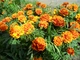 Семена Бархатцы Чемпион смесь, 0,5 г (GL Seeds) - изображение 2