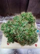 Кактус GreenLife Euphorbia контейнер 7 см - изображение 2