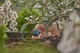 Капельница Gardena Micro-Drip-System концевая выравнивающая давление 1-8 л/час, 5 шт (13304-20) - изображение 2