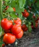 Семена Томат Колхозный урожайный, 0,25 г (GL Seeds) - изображение 2