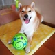 Мяч для собак хихикающий большой и прочный мячик WOOPY BALL интерактивная игрушка 14 cм со звуком для игр - изображение 9