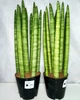 Сансевієрія Циліндричні Sansevieria Cylindrical, висота 35-45см, об'єм горщика 2,5л - зображення 3