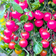 Семена Томат Очарование, 0,2 г (GL Seeds) - изображение 2