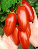 Насіння Томат Банан червоний, 0,15 г (GL Seeds) - зображення 2