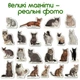 Магнитный набор Magdum Породы кошек (ML4031-13 EN) (4820215152617) - изображение 3