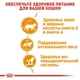 Вологий корм Royal Canin Intense Beauty in Gravy - для кішок для здоров'я шкіри, шматочки в соусі, 85 г (40710010) - зображення 3