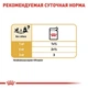 Влажный корм Royal Canin Chihuahua - консервы для взрослых собак породы чихуахуа в возрасте от 8 мес (20410010) - изображение 5