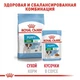 Влажный корм Royal Canin Mini Puppy – консервы для щенков мелких пород до 10 месяцев, кусочки в соусе, 85 г (10990019) - изображение 4