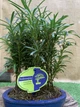 Бонсай Подокарпус Ліс Bonsai Podocarpus Forrest, h 30 - 40см, керамічний горщик - изображение 1
