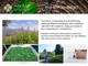 Чай черный киприйный Molfar с цветом чабреца 50 г (4820203100071) - изображение 5