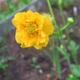 Насіння Гравілат Аурелія суміш, 0,1 г (GL Seeds) - зображення 4