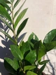 Заміокулькас (Zamioculcas, Доларове дерево), висота 30 - 40см, 12" горщик (RG145) - зображення 3