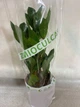 Заміокулькас (Zamioculcas, Доларове дерево), висота 30 - 40см, 12" горщик (RG145) - зображення 5