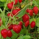 Насіння Суниці Барон Солемахер, ремонтантна, 0,1 г (Насіння України) - зображення 3