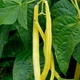 Семена Фасоль Чародейка, спаржевая, 10 г (GL Seeds) - изображение 4