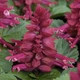 Насіння Сальвія Рожеве сяйво, 0,15 г (GL Seeds) - зображення 2