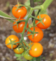 Семена Томат Золотая кисть, 0,1 г (GL Seeds) - изображение 3