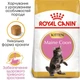 Сухий корм для кошенят Royal Canin Kitten Maine Coon 2 кг - изображение 2