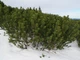 Сосна горная 0,5 грамма (около 60 шт) (Pinus mugo) стланиковая - изображение 4