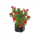 Горщик для квітів Keter Cube Planter L антрацит (17201220) - зображення 8