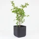 Горщик для квітів Keter Cube Planter L антрацит (17201220) - зображення 9