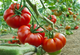 Насіння Томат Американський ребристий, 0,2 г (GL Seeds) - зображення 4