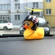 Автомобильная утка в шлеме Шалена качка - изображение 3