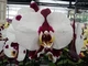 Орхідея (підліток зараз без квітів) TopDreams фаленопсис Phal. GC Reyoung Panda HS38L015 стандарт, квіти 10 см в розмірі 1.7 (торфстакан) - изображение 1