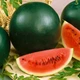 Семена - Эконом пак. - Арбуз Тридцать три богатыря, 100 шт. - изображение 5