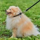 Ошейник для собак кожаный Collar WAUDOG Soft с QR паспортом, круглый, S, Д 10 мм, Дл 33-41 см (00391) - изображение 3