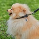 Ошейник для собак кожаный Collar WAUDOG Soft с QR паспортом, круглый, S, Д 10 мм, Дл 33-41 см (00391) - изображение 4