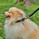 Ошейник для собак кожаный Collar WAUDOG Soft с QR паспортом, круглый, S, Д 10 мм, Дл 33-41 см (00391) - изображение 5