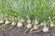 Семена Лук репчатый Серебряная луна, 1 г (GL Seeds) - изображение 4