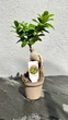 Фикус бонсай Гинсенг Микрокарпа (Ficus Ginseng Microcarpa) 9х30 см. (10275) - изображение 1