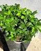 Бонсай Фикус Гинсенг Микрокарпа Ficus Microcarpa Ginseng в вазоне 22х50 см. (10288) - изображение 2