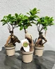 Фикус бонсай Гинсенг Микрокарпа (Ficus Ginseng Microcarpa) 9х30 см. (10275) - изображение 2