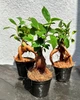 Фикус бонсай Гинсенг Ретуза ( Ficus Ginseng Retusa) 6х15см. (10266) - изображение 3
