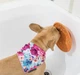 Лизальний килимок антистрес для собак LickiMat Splash Green, для купання та догляду, на присосках - зображення 5